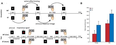 The Age Effects on the Cognitive Processes of Intention-Based and Stimulus-Based Actions: An ERP Study